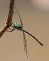 Eusynthemis nigra male-1868